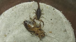 Hottentotta scorpion hunts a huge cockroach [upl. by Myrilla]