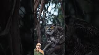 Why are Owl Birds afraid of all birds greatgrayowl greyowl powerfulowl eagleowl owlpost [upl. by Ardnued43]