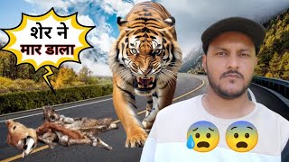 शेर ने मार डाला 😧 ।। अकेले जाने मे डर लगता है 😰 ।।Village lifestyle Vlog ।। Uttarakhand [upl. by Dibri629]