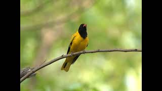 Black hooded Oriole  call of Orioles  birds of India [upl. by Reppiks92]