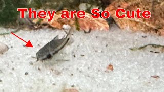 Ultimate Pygmy Corydora Care Tips For Happy Fish [upl. by Ahsha]