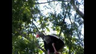 Blackbellied whistling ducks in Tree Great Whistling songs [upl. by Archibald]