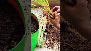 Lemongrass plant ki repotting kaise kare Thesimplespoonrecipes [upl. by Ahset442]