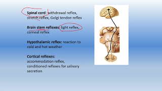 classification of reflexes according to site of receptor integrating center number of synapses [upl. by Catherin]