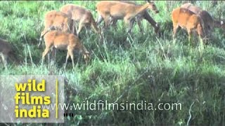 Herd of Swamp deer in Kaziranga  Assam [upl. by Hartley]