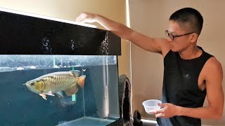 LIOW VIDEO Blue Paradise Aquarium arowana update 蓝天水族馆 [upl. by Demetris748]