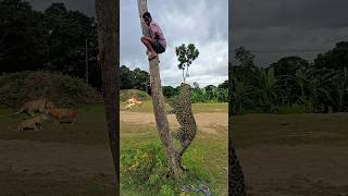 Tiger climbs the tree and attacks the boy tiger vfx wildlife leopard viralvfx videos funny [upl. by Luy]