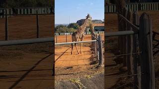 Girafa 🦒 giraffaanimal fofinha bonita [upl. by Caputo]