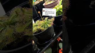 Feeding Housefly Pupae To My Carnivorous Sundew Plants [upl. by Atiruam737]