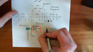 NLinked Glycosylation Part 2 [upl. by Malti]