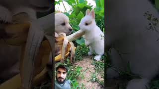 Cute💕 ribbet nice video 🦋 dog rabbit pets puppy cute [upl. by Flight993]