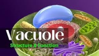 Vacuole Plant Central Vacuole Types Structure and Function Lecture2Part13Biological World🐛🍀 [upl. by Eednil]