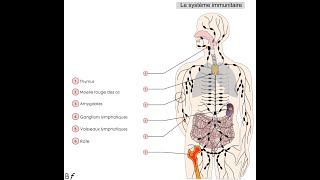 Le système immunitaire exercice [upl. by Nivlem]