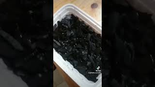 How to breed thousands of springtails pets terrarium bioactive crestedgeckos reptiles [upl. by Ahsilram]