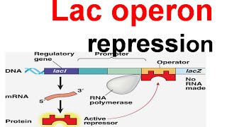 Lac operon repression  lac repressor [upl. by Libove719]