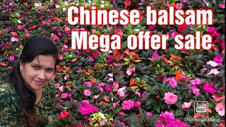 Chinese balsam mega offer sale onlinemalayalam new varietiessale15 colours [upl. by Oinotnaocram]