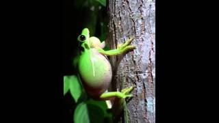 Calling male Green Treefrog Hyla cinerea [upl. by Geerts]