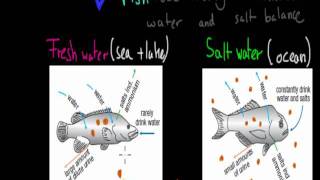 MB33 role of kidneys in mammals and fish HSC biology [upl. by Nawram]