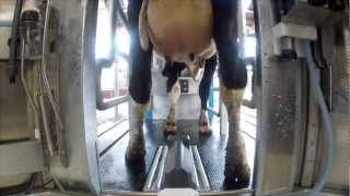 MRS1 Milking Robot Deutsch [upl. by Roby]