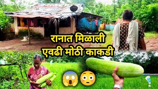 रानात गेलो फिरायलावेलीवर सापडल्या मोठ्या काकड्या 😱😳 village trendviralvideokokankokanijungle [upl. by Ymmit575]