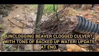 UNCLOGGING BEAVER CLOGGED CULVERT 082024 [upl. by Ailam]