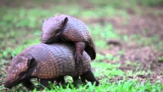 Armadillos mating  Projeto Onçafari [upl. by Corine]