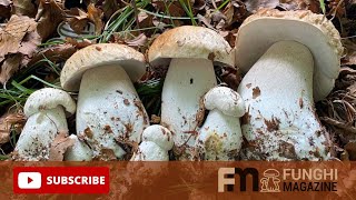 12 Settembre 2023 Assembramento di Porcini in un piccolo angolo di bosco 🌳🍄 [upl. by Jeuz743]