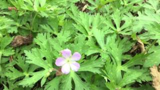 Capital Naturalist Wild Geranium [upl. by Ibok]