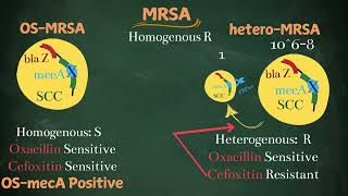 MRSA Phenotypes Simplified for post graduates [upl. by Jeuz]