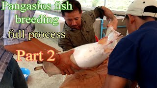 Fish Breeding  Pangasius Fish Breeding Process part 2 [upl. by Irena]