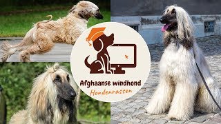 Afghaanse windhond [upl. by Murvyn]