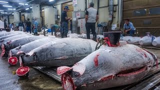 Tuna Auction Tsukiji Fish Market Tokyo Japan [upl. by Ynaffat]