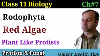 Rodophyta  Red algae  plants like protists  class 11th biology [upl. by Ax]