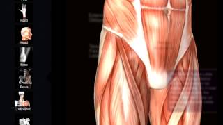 Muscle and Bone Anatomy 3d app [upl. by Adnwahsar269]