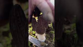 Harvesting Morels Enjoy the Flavor [upl. by Ecirpak]