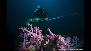 New record of Dendronephthya hemprichi from Mediterranean Israel an evidence for tropicalization [upl. by Kobi889]