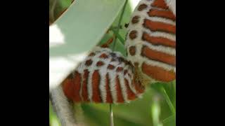 Cecropia Moths Mating [upl. by Nerb]