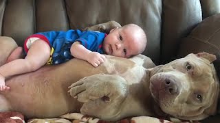 Cute Baby Animals Videos Compilation Cute Moment Of The Animals  Cutest Animals [upl. by Mroz94]