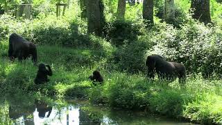 Gorilles à la Vallée des Singes [upl. by Saberhagen5]