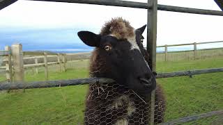 Lovely Sheep Snowshill Village Cotswolds Gloucestershire England 29th December 2023 [upl. by Ldnek]