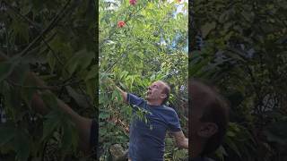 Abutilon subtropical ediblegarden permaculture adventure gardening climbingplants explore [upl. by Basilius]