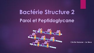 Bactérie Structure 2 PAROI BACTERIENNE et PEPTIDOGLYCANE [upl. by Sheilah]