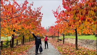 🇵🇭Bedgebury Pinetum Autumn Trees October England🇬🇧 Kent Autumn Walk Forest [upl. by Okihcas]