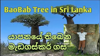 BaoBab Tree in Jaffna යාපනයේ තිබෙන මැඩගස්කරයේ බාඔබාබ් ගසක් [upl. by Alyssa]