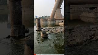 Crocodiles l gharial shorts shortvideo shortsfeed gharial chambalsafari [upl. by Leiso]