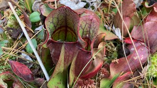 Pitcher Plants [upl. by Georgi144]