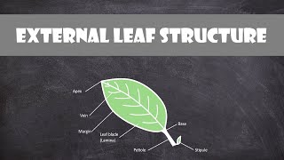 External Leaf Structure  Plant Biology [upl. by Stultz]