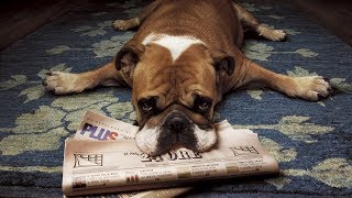 Dog waits for mailman  Best Dog Compilation [upl. by Torosian]