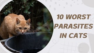 10 Worst Parasites in Cats [upl. by Juni811]