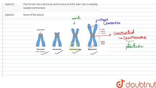 Telocentric chromosome differs from acrocentric chromosome in that  CLASS 12  PRINCIPLES OF I [upl. by Hentrich]